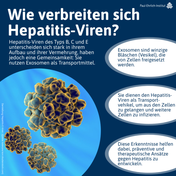 verweist auf: Wie verbreiten sich Hepatitis-Viren? Wie verbreiten sich Hepatitis-Viren? (verweist auf: Wie verbreiten sich Hepatitis-Viren?)