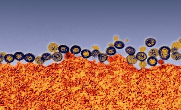 refer to: HIV Self-tests