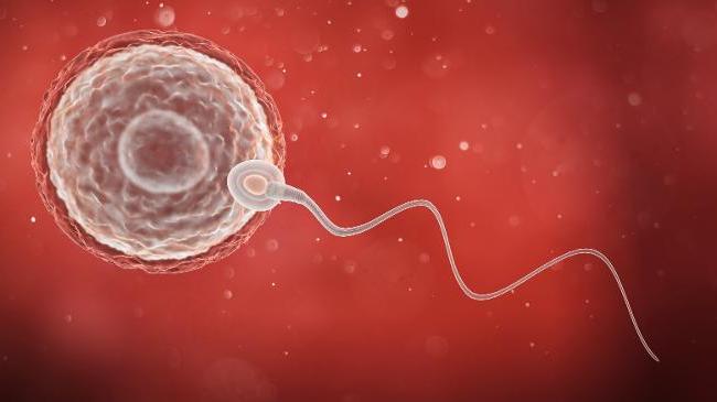 refer to: Paul-Ehrlich-Institut Publishes Tissue Vigilance Report 2023 Egg cell with sperm cell