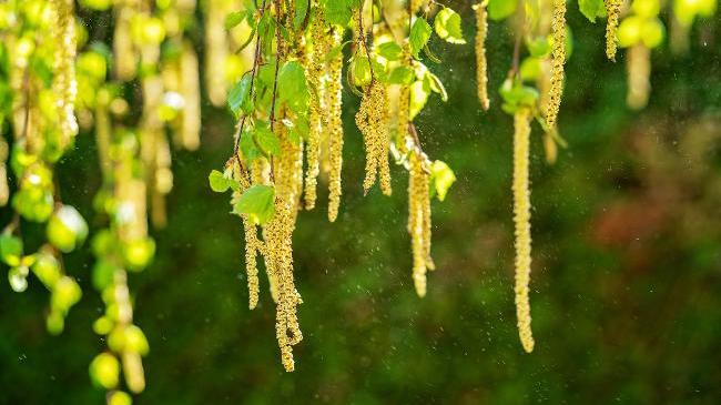Birch branch with inflorescences (Source: Shutterstock.com) Birch branch with inflorescences (Source: Shutterstock.com)
