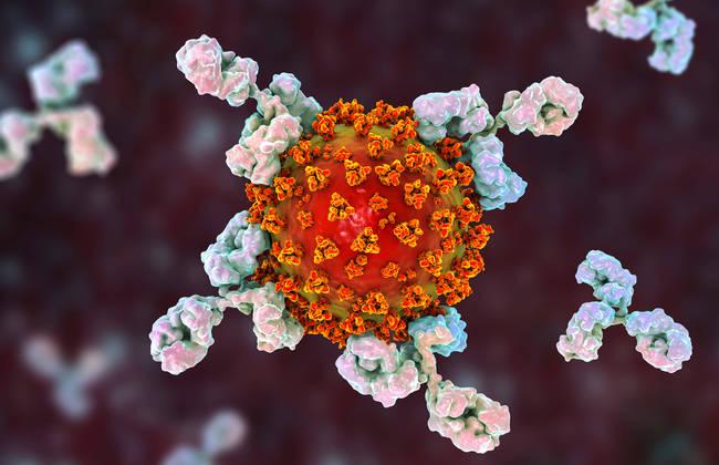 Coronavirus SARS-CoV-2 attacked by antibodies (Source: Kateryna Kon/Shutterstock.com) Coronavirus SARS-CoV-2 attacked by antibodies (Source: Kateryna Kon/Shutterstock.com)