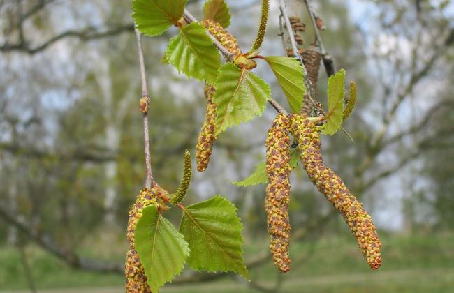 Birch pollen (Source: J.Zimmer/Paul-Ehrlich-Institut) Birch pollen (Source: J.Zimmer/Paul-Ehrlich-Institut)