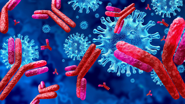 Antibodies SARS-CoV-2 (Source: lightbox/shutterstock.com) Antibodies SARS-CoV-2 (Source: lightbox/shutterstock.com)