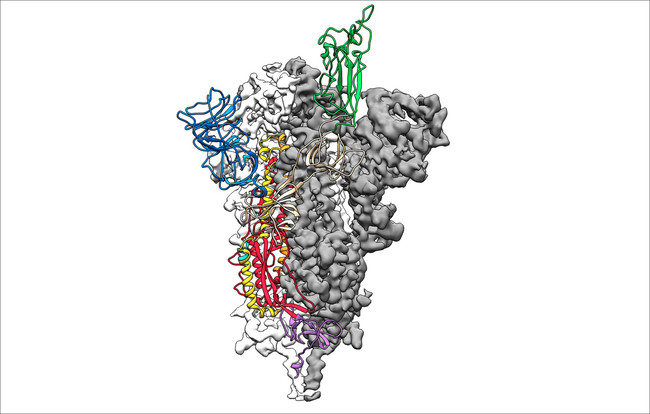 SPIKE SARS-CoV-2 (Source: Jason McLellan / University of Texas, Austin) SPIKE SARS-CoV-2 (Source: Jason McLellan / University of Texas, Austin)