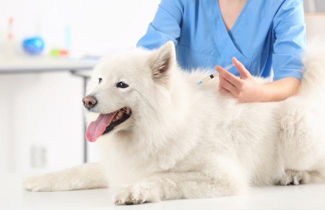 Dog is vaccinated (Source: Afrika Studio/Shutterstock.com) Dog is vaccinated (Source: Afrika Studio/Shutterstock.com)