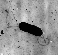 Bacterium Listeria monocytogenes Bacterium Listeria monocytogenes