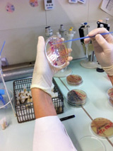 Sub-culturing individual ESBL-E colonies for further analysis in the lab Sub-culturing individual ESBL-E colonies for further analysis in the lab