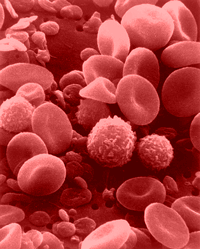 Photographic image taken under an electron microscope: Red blood cells, leukocytes and platelets (Source: National Cancer Institute) Photographic image taken under an electron microscope: Red blood cells, leukocytes and platelets (Source: National Cancer Institute)