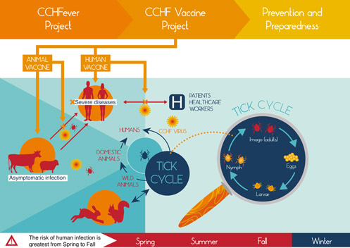 Transmission cycle of Crimean Congo Haemorrhagic fever virus (CCHFV) Transmission cycle of Crimean Congo Haemorrhagic fever virus (CCHFV)