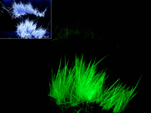 Fluorescent hair of a transgenic mouse following Sleeping Beauty gene transfer of a fluorescent marker gene Fluorescent hair of a transgenic mouse following Sleeping Beauty gene transfer of a fluorescent marker gene