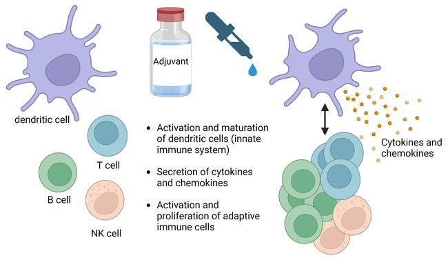 We examine the effect of an adjuvant on the activation of innate immune cells (e.g. dendritic cells) and adaptive immune cells (e.g. T, B, and NK cells).  Different adjuvants stimulate immune cells in a specific way and with varying strength. We examine the effect of an adjuvant on the activation of innate immune cells (e.g. dendritic cells) and adaptive immune cells (e.g. T, B, and NK cells).  Different adjuvants stimulate immune cells in a specific way and with varying strength.