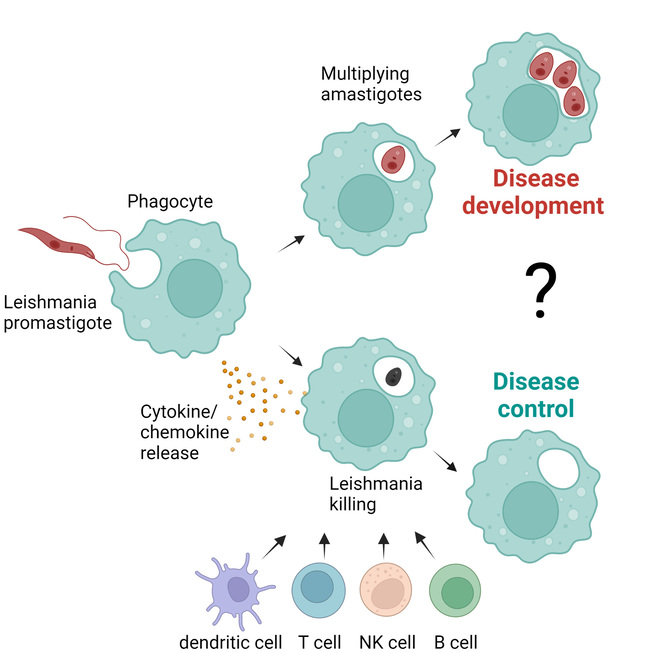 After Leishmania promastigotes are absorbed into phagocytes, the parasites transform into the replicative amastigote form, which leads to the development of the disease.  After Leishmania promastigotes are absorbed into phagocytes, the parasites transform into the replicative amastigote form, which leads to the development of the disease.
