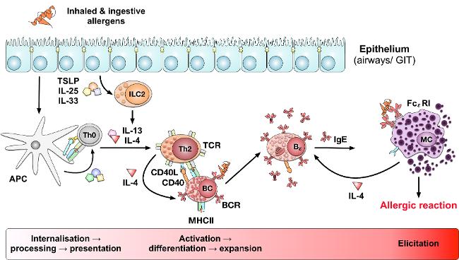 The pathogenesis of IgE-mediated allergies is characterized by a predominantly TH2 immune response and production of allergen-specific IgE antibodies. The pathogenesis of IgE-mediated allergies is characterized by a predominantly TH2 immune response and production of allergen-specific IgE antibodies.